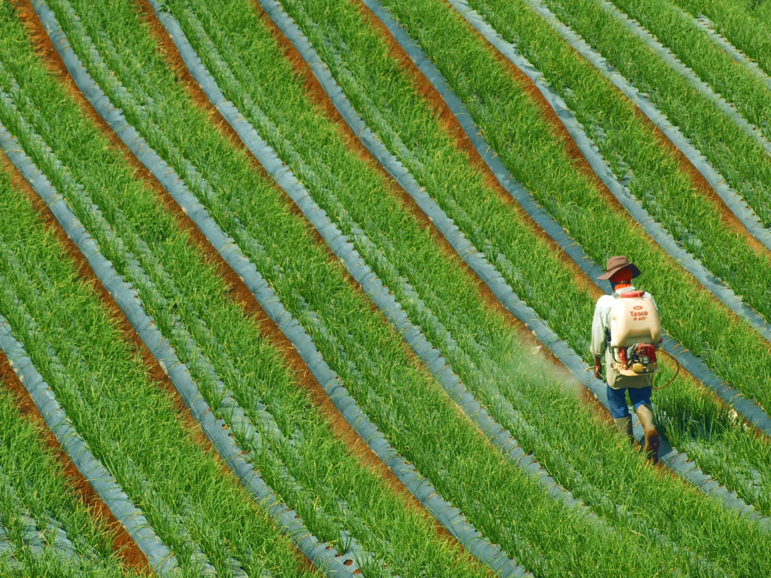 Pulverização agrícola: os 4 erros mais comuns Homem caminhando por fileiras de lavoura verdinha, aplicando produto químico com equipamento de proteção.